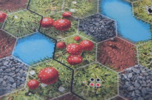 gros plan sur les champignons qui ne rapportent rien...