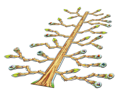 Visuel_Arbre_Dos_Boite