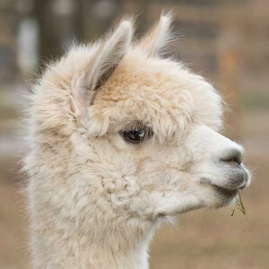 alpaga07-300x300