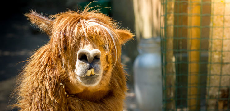 alpaga08-300x300