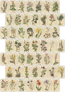 officinalis-cartes