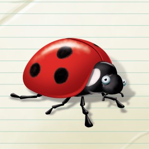 coccinelle