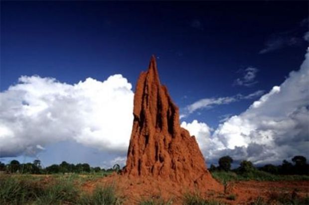 termitiere_3761_w620