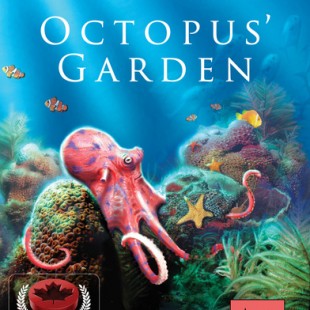 Octopus garden