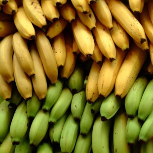 ► E.D.I.T.O. Perdre au jeu