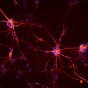 La pédagogie par le jeu