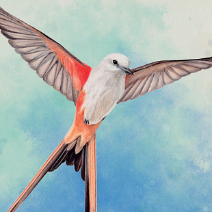 Wingspan : les oiseaux font le printemps !