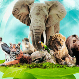 Ark Nova sera traduit par Super Meeple