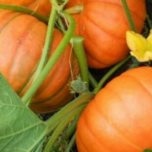 Three Sisters : cocher les cases de la permaculture