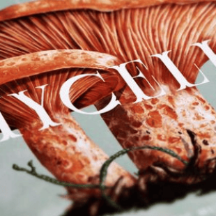 [KS] Mycelia, The Strategic Mushroom Game