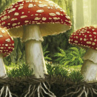 Undergrove, par Elizabeth Hargrave & Mark Wootton