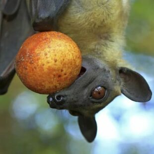 Atiwa : du guano au Ghana