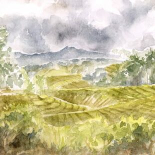 Kamicha, les aventuriers du thé