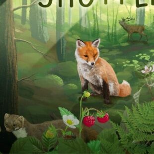 Forêt mixte – promenons nous dans les bois