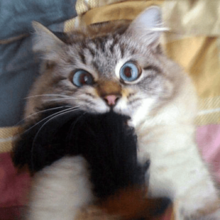 ► E.D.I.T.O. de l’avancée de la reconnaissance des auteurs de j2s