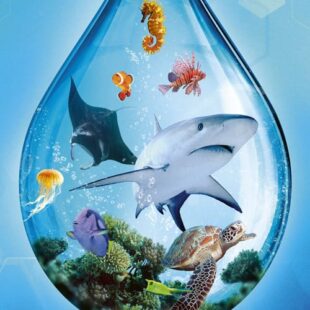 Ark Nova Monde Marins : On se jette à l’eau