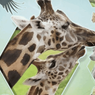 Après Ark Nova, voici venir Sanctuary