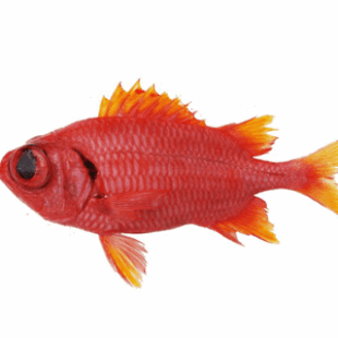 Les poissons d’avril ludiques : Best of